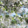 “Spring” Symphony Robert Schumann (1810-1856) composed his “Spring” symphony – his first major orchestral work – when he was 31. He wrote it at a happy time in his life, shortly after...