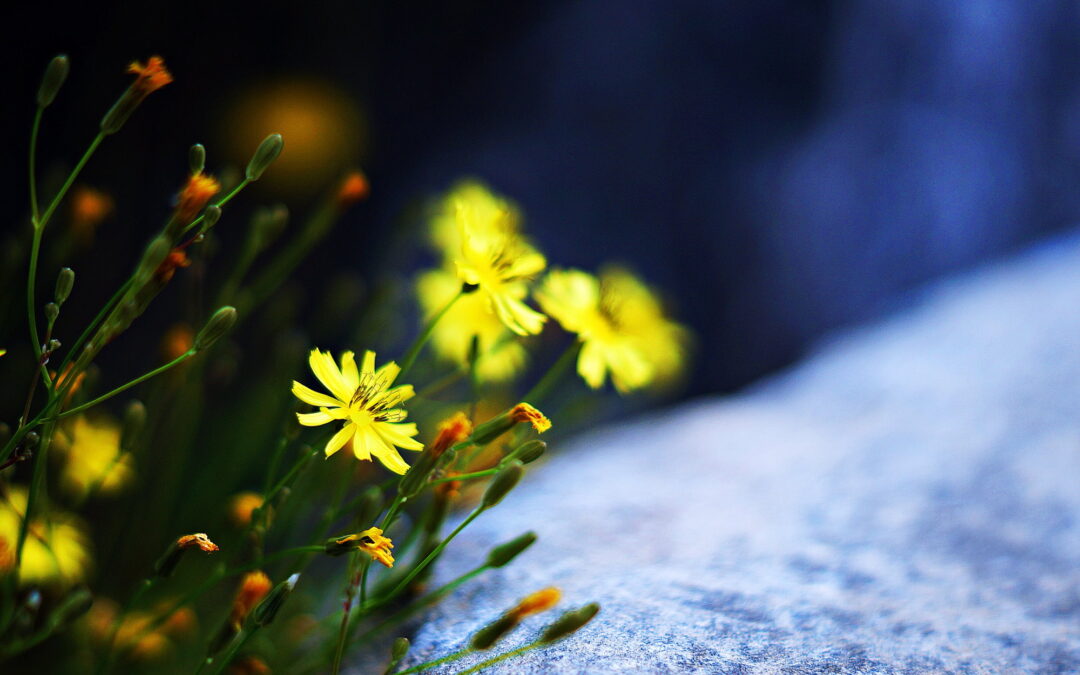 photo of flowers by a river